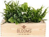 Blooms out of the Box L Original - 3 plantes purificatrices d'air - cadeau durable avec des plantes
