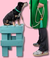 DWAM Dog with a Mission Hondenriem – Riem voor honden – Beige – Polyester/Leer – S – 220 x 1 cm – Extra Lange Sand