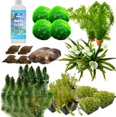 vdvelde.com - Anti Alg Vijver Pakket - XL - Voor 4.000 - 6.000 L - Zuurstofplanten + extra's - Plaatsing: -1 tot -20 cm