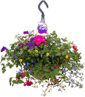 Bloomers d'été en pot suspendu (Ø25cm) - 4 types de plantes à massif - plante suspendue
