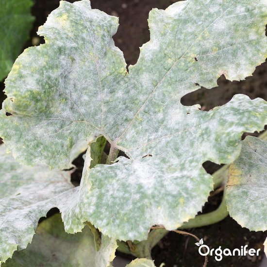 Leaf Diseases Bladziekten Concentraat (250ml, 250m2) - Bladziekten en bladvlekkenziekte – Meeldauw – Meeldauw, roest, bladvlekken, sterroetdauw en gras-schimmel – Organifer