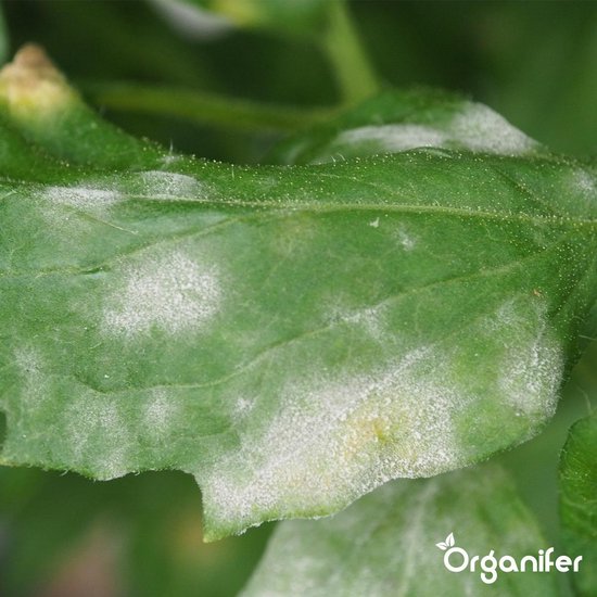 Leaf Diseases Bladziekten Concentraat (250ml, 250m2) - Bladziekten en bladvlekkenziekte – Meeldauw – Meeldauw, roest, bladvlekken, sterroetdauw en gras-schimmel – Organifer
