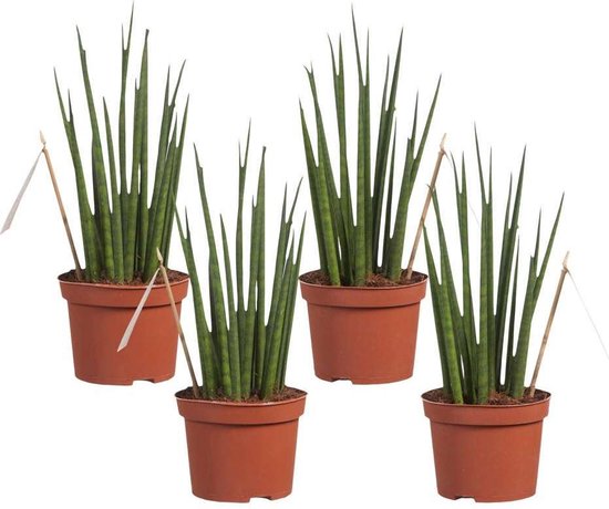 Choix De Vert Sanseveria Mikado Langue De Femme Lot De 4 Plante Dintérieur En 