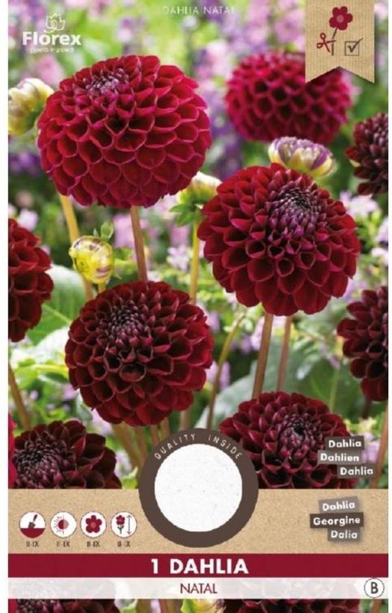 Dahlia Natal - 1 Bol -