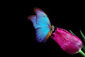 Butterfly love 120 x 80  - Dibond