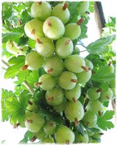 Ribes uva-crispa 'Hinnonmaki Grün' (3 liter pot), kruisbes, klapbes, pot gekweekt voor tuin, moestuin, terras of balkon.