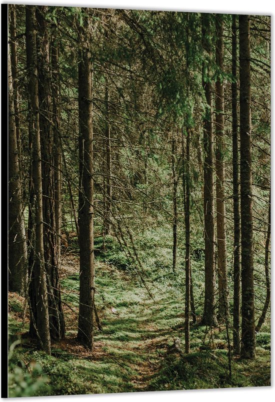 Dibond –Bomen/Planten in het Bos– 80x120cm Foto op Aluminium (Wanddecoratie van metaal)
