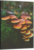 Dibond –Paddenstoelen in de Bossen– 60x90cm Foto op Aluminium (Wanddecoratie van metaal)