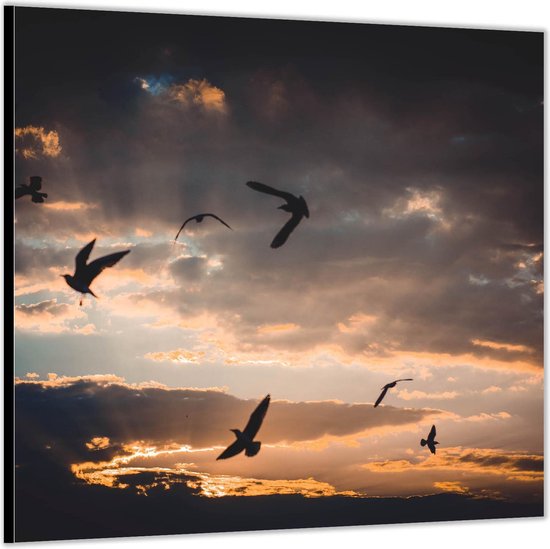 Dibond –Vogels onder Wolken– 50x50 Foto op Aluminium (Wanddecoratie van metaal)