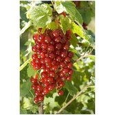 Rode Bes - Aalbes Jonkheer van Tets - kleinfruit - bessenstruik - plant - eigen fruit kweken
