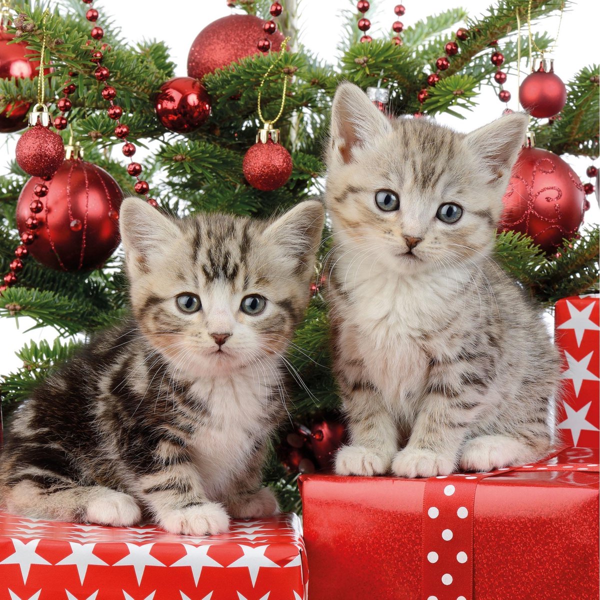 60x Kerst thema servetten met 2 kittens katten/poezen 33 x 33