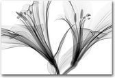 MN Collections - Schilderij - Flower Photography. - Zwart, Wit En Grijs - 75 X 50 Cm