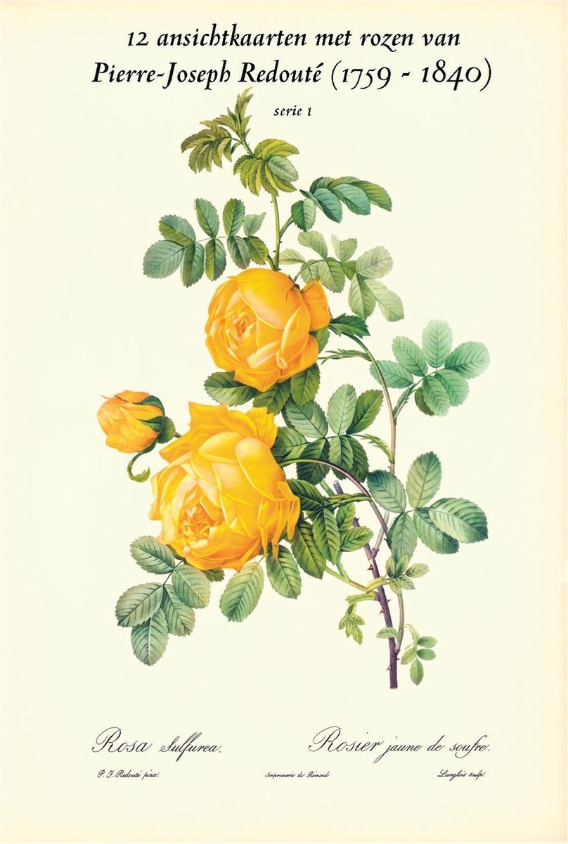 Wenskaarten set - 12 ansichtkaarten met schilderijen van rozen door Pierre-Joseph Redouté (1759 - 1840) - serie 1