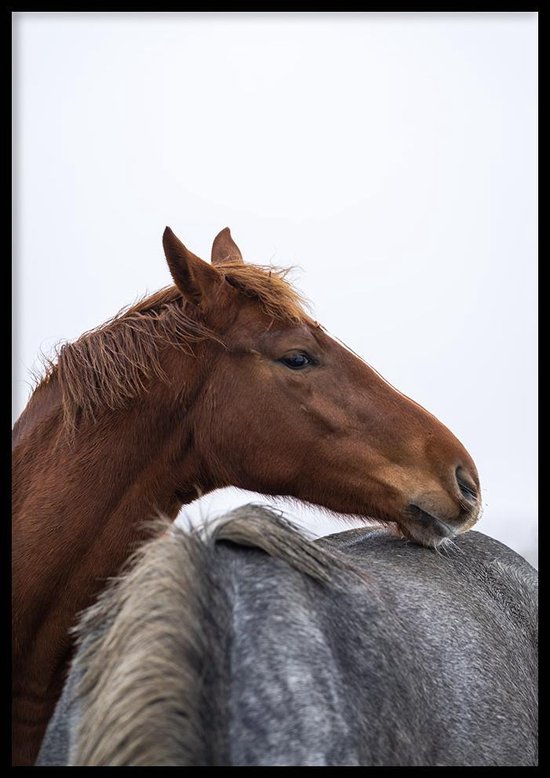 Poster Cuddling Horses - 30x40cm met Fotolijst – Natuur Poster – Ingelijst