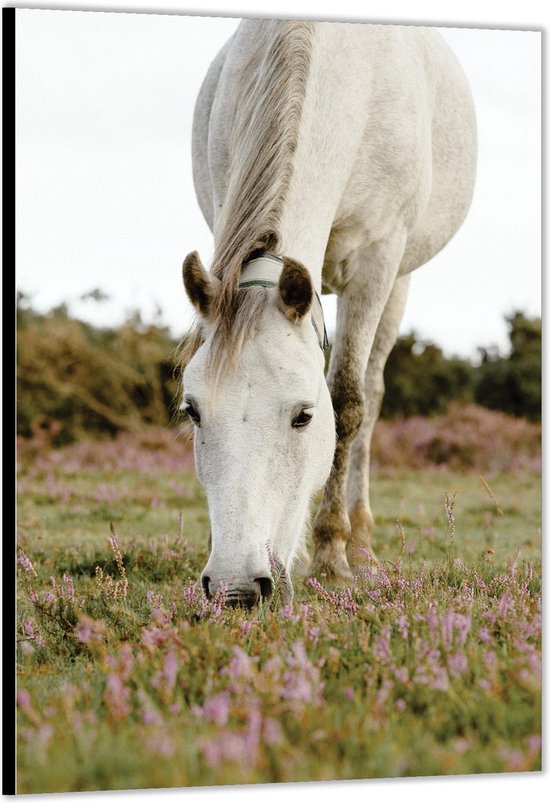 Dibond -Wit Paard in de Wei- Foto op Aluminium (Met Ophangsysteem)