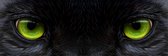 Cat eye 180 x 60  - Plexiglas