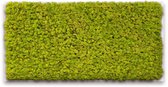 Mosschilderij 120cm x 60cm - rendiermos kleur: Spring Green - lijst: wit hout