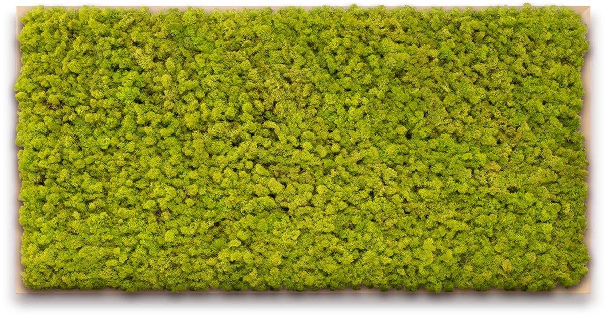Mosschilderij 120cm x 60cm - rendiermos kleur: Spring Green - lijst: blank hout