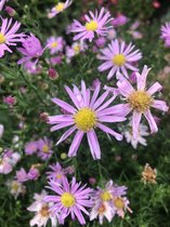 6 x Aster ericoides 'Pink Star' - Herfstaster - P9 Pot (9 x 9cm) - Dima Vaste Planten