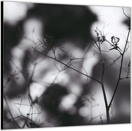 Dibond –Takjes met spinnenweb Zwart - Wit-50x50 Foto op Aluminium (Wanddecoratie van metaal)