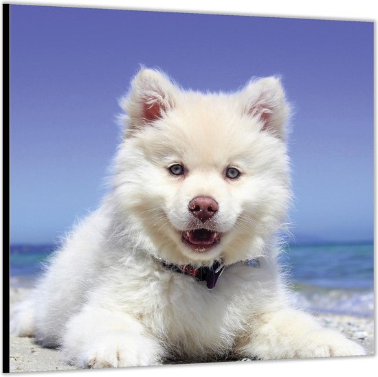 Dibond –Witte hond aan Strand -100x100 Foto op Aluminium (Wanddecoratie van metaal)