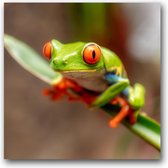 MN Collections - Schilderij - Animal Photography. - Zwart, Groen En Oranje - 80 X 80 Cm