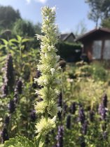 6 x Agastache rugosa 'Alabaster' - Dropplant - P9 Pot (9 x 9cm) - Dima Vaste Planten