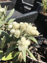 6 x Anaphalis triplinervis - Siberische Edelweiss - P9 Pot (9 x 9cm) - Dima Vaste Planten