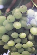 Vitis vinifera 'Palatina' ,witte druif, blanke druif, pot gekweekt voor tuin, moestuin, terras of balkon