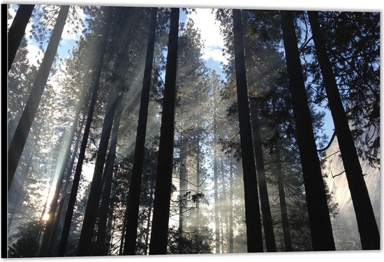 Dibond –Hoge Bomen in Bos met Zon– 40x30 Foto op Aluminium (Wanddecoratie van metaal)
