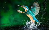 diamond painting 30x40 cm ijsvogel