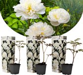 Plant in a Box - Set van 3 witte Pioenrozen - Paeonia officinalis 'Duchesse de Nemours' - Pot ⌀9cm - Hoogte ↕ 25-40cm - Tuinplant - Bloeiend - Winterhard