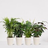 Kamerplanten set met 4 planten in sierpot Babe Wit – luchtzuiverende kamerplant – meerjarige plant – Areca - Calathea Blue Grass - Calathea Compactstar - Spathiphyllum – groenblijv