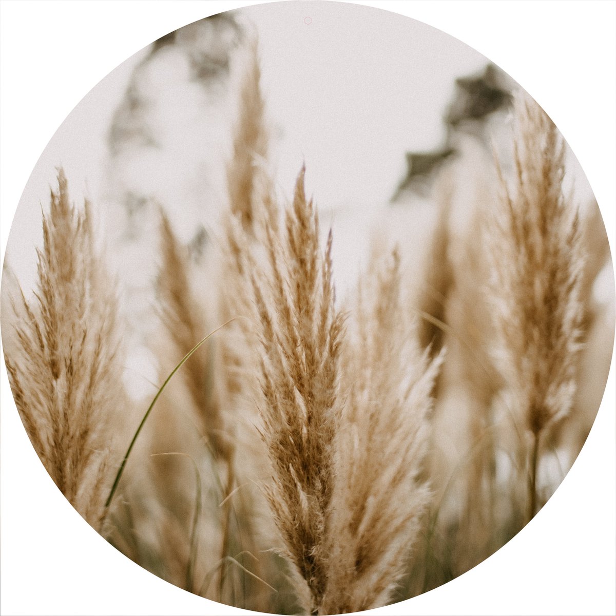 Muurcirkel Pampasgras No4 - tuindecoratie - buiten en binnen - Natuur - Ø 50 cm