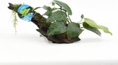 Moerings Aquariumplanten - Driftwood XL met 5 planten