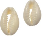 Kauri Schelpjes (13 - 16 mm) Seashell (15 gram / ca.  40 Stuks)