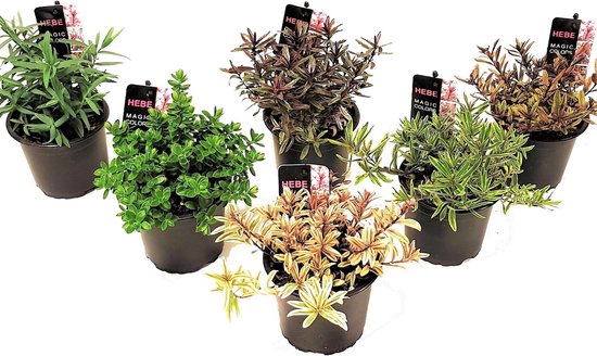 Plant in a Box - Mix de 6 arbustes Hebe - Hebe pinuifolia - Pot ⌀10,5cm -  Hauteur... | bol.com