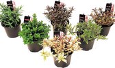 Plant in a Box - Hebe pinguifolia - Mix van 6 - Hebe struikveronica's - Pot 10.5cm - Hoogte 15-20cm