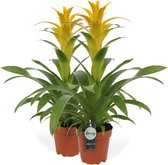 Breasy Bromelia Guzmania Deseo Geel | tropisch bloeiende kamerplant| 2 stuks | Ø12cm |  35-50 cm