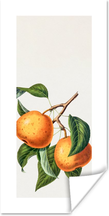 Poster Fruit - Sinaasappel - Bladeren - 75x150 cm