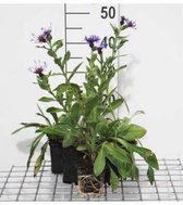 6 x Centaurea montana 'Coerulea' - Korenbloem - pot 9 x 9 cm