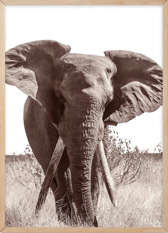 Poster Met Eiken Lijst - Afrikaanse Bush Olifant Poster