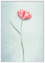 Poster Met Witte Lijst - Lente Tulp Poster