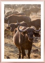 Poster Met Metaal Rose Lijst - Afrikaanse Buffel Poster