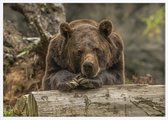 Poster Met Witte Lijst - Grizzlybeer Poster