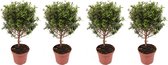 Bomen van Botanicly – 4 × Myrtus communis – Hoogte: 35 cm