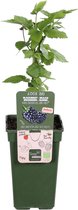 Klimplant Bramenstruik - Sappige en diepzwarte bramen uit je eigen tuin - Smaakt heerlijk - Ø 19 cm - Hoogte 55 cm