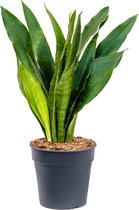 Plantenwinkel Sansevieria Trifasciata Jade L 70 cm kamerplant