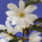 Magnolia boom ''Fairy blush'' - Michelia hybride - Witte bloemen -  Magnolia boom - Bloeiende Sierheester - ↑ 100-110cm - Pot-Ø 19cm