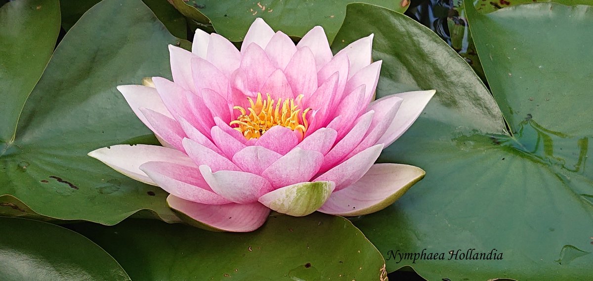 Waterlelie Nymphaea Hollandia (dubbelbloemige roze waterlelie) - Vijverplant- Vijverklaar opgeplant in een mand van 19 x 19 cm - Lang bloeiende, kleinbloemige, roze waterlelie - Vijverplanten Webshop